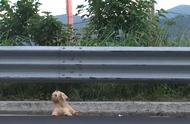 忠诚犬类坚守公路，呼唤主人回归