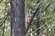 金山惊现流浪猴：私养宠物猴地下交易曝光