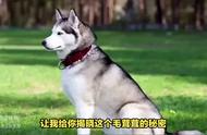 揭秘阿拉斯加雪橇犬与哈士奇：深入了解两者区别