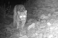 震撼！宁夏贺兰山红外影像揭示豹猫神秘身影