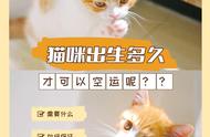 如何安全地为新生猫咪安排空运？