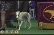 参加惠比特犬展赛的体验分享