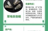 你身边的隐患：常见外来入侵物种档案全解析