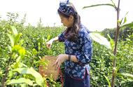 南京雨花茶开采了！首批“明前茶”将上市，你期待吗？