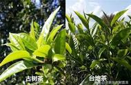 普洱茶知识大全：你想了解的都在这里