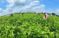 茶叶小百科｜明明白白告诉你：如何鉴别春茶、夏茶和秋茶