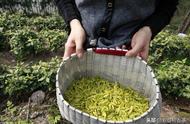 一文读懂黄茶：让你告别对绿茶的困惑