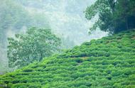 探索中国十大名茶：黄山毛峰的风采