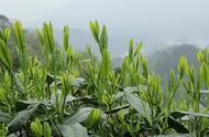 太平猴魁：中国十大名茶的传奇故事