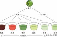 深度剖析：六大茶类的发酵程度及其独特之处（大臻论茶318）