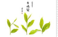 了解乌龙茶：基本茶类的深度解析