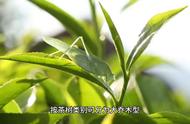 产量稀少的黄茶：六大茶类中的珍品