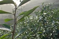 揭秘白茶的秘密：为何春茶胜过夏茶？