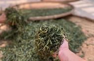 探寻普洱茶的世界：散茶还是饼茶？