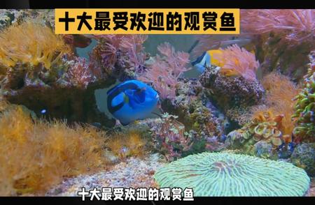 观赏鱼界的明星：十大最受欢迎品种盘点！