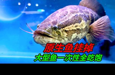 揭秘水族世界的秘密：鱼缸中的一场大饱食盛宴