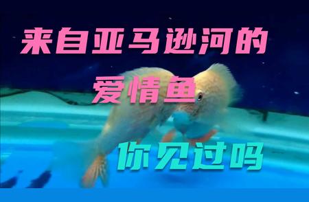 探寻亚马逊河流域的爱情鱼，一探奇妙的生物世界