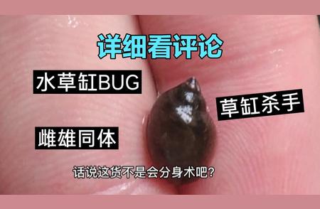 鱼缸中的性别切换者：神秘螺类惊现繁殖秘密