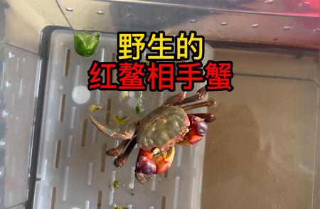 探寻红鳌相手蟹的野生栖息地