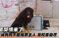 新居生活：妻子搬进新房后得知小区禁止养大型犬，藏獒因此选择了结束自己的生命！令人泪目的真实事件