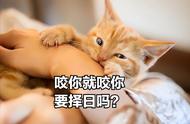 猫咪背叛主人的情况有哪些，养过的人心知肚明