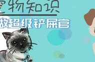 折耳猫的甜蜜痛苦：为了迎合主人而承受