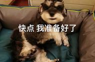 雪纳瑞犬的智商让人惊讶，网友表示看完也想养一只