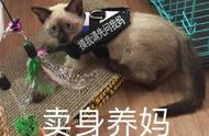 温变猫咪：暹罗猫的神秘面纱