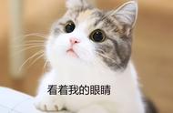 猫咪消费大揭秘：哪些猫种最耗钱，你买得起吗？