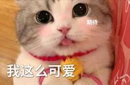 忠诚又好养的猫种推荐，养猫首选！