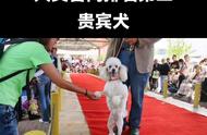 犬类智商排行榜：贵宾犬荣登第二名