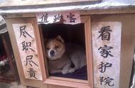 杭州大爷带中华田园犬申请证件被拒，“土狗”是否真的不能养？