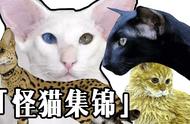 那些令人羡慕的“别人家的猫”