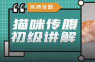 传腹手术在猫中的普及率越来越高，家长们需要知道些什么