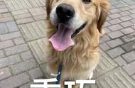 乐山禁养犬只，这些信息你需要知道！