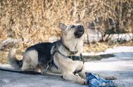 为什么聪明的中华田园犬不能成为警犬？