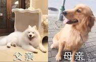 只有纯种犬才迷人？来看看萨摩耶和金毛的混血犬，颜值逆天让人惊叹。