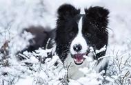 边境牧羊犬：狗狗界的学霸，智商超高！