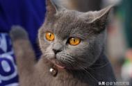 探索英国短毛猫的过去与现在，你知道多少？