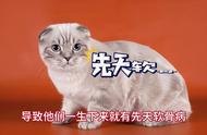 爱猫人士揭秘：折耳猫是否一定会发病？