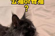 养缅因猫，公猫和母猫哪个更好？性别差异解析#多猫家庭