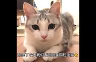 美国短毛猫的奥秘：深度解析