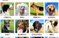 犬类智商排名：十大聪明狗狗揭晓