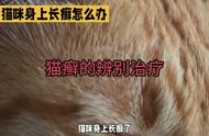 猫咪患上癣病，应该如何治疗？