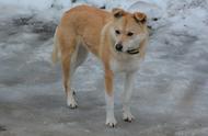 日本柴犬成为宠物新宠，中华田园犬却面临生存困境，让人唏嘘不已！