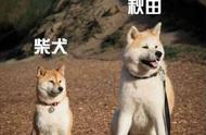 柴犬和秋田犬：哪个更容易养？两种狗狗都不是省事的