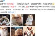 “新不爽猫”波斯猫：天生臭脸的网红猫咪有哪些？