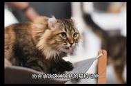 🐾美国长毛猫品种揭秘：猫咪新手入门手册