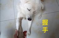 田园犬训练手册：掌握这些口令，让狗狗更听话