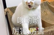 猫界中，最懂人心的几种猫咪，你家有吗？